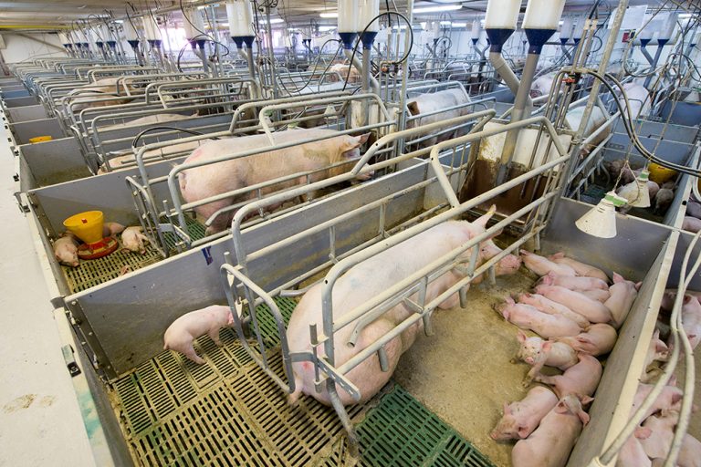 Winter disease prevention and control and production management of large-scale pig farms