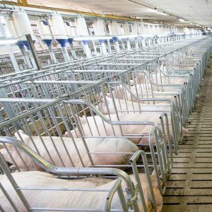 Pig Farm Gestation Stall For Sow