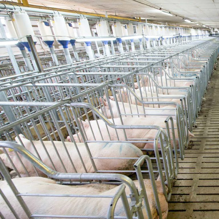 Common Cooling Measures in Pig Farms During Summer