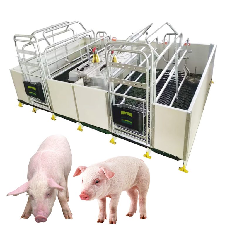 How to raise a good sow?